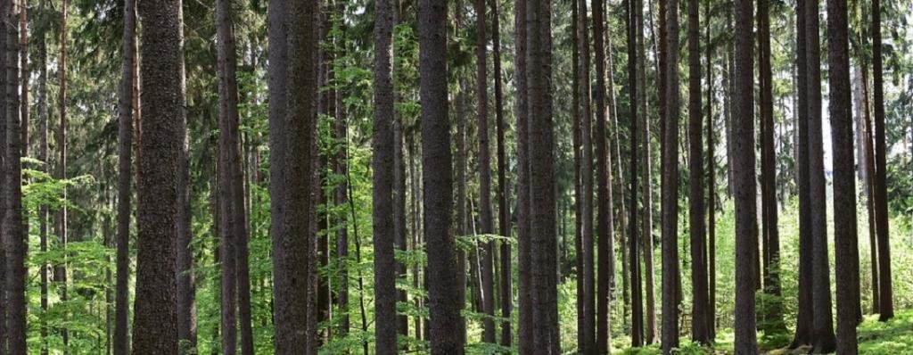 India Ranks 3rd among top 10 countries gaining forest area in the world: FAO