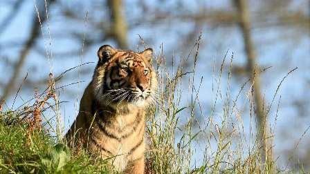 India houses 70% of world's tiger population: Tiger Census report