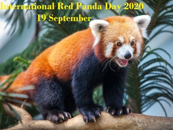 International Red Panda Day 2020: 19 September