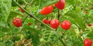 One of the world's spiciest chillies, Dalle Khursani of Sikkim, gets GI tag