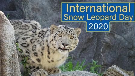 International Snow Leopard Day : 23 October