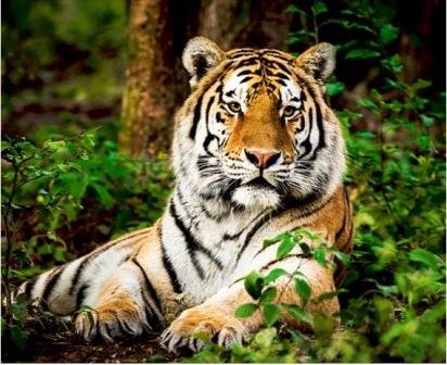 Pilibhit Tiger Reserve gets global award 'TX2' for doubling tiger population