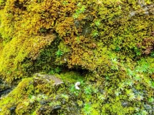 India's first moss garden built in Nainital district of Uttarakhand