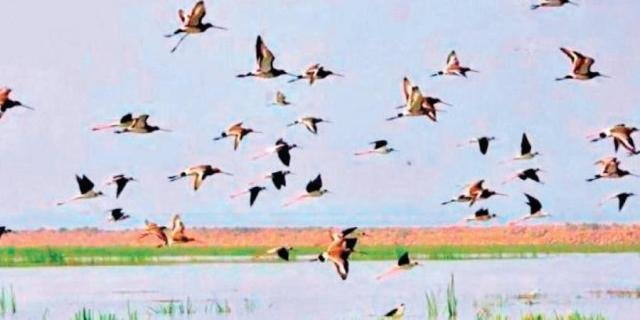 Bihar CM Nitish Kumar inaugurates state's first Bird Festival 'Kalrav' at Nagi-Nakti bird sanctuary 