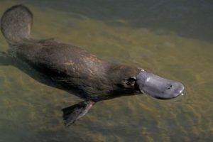 Australia plans to build world's first platypus sanctuary to promote breeding and rehabilitation