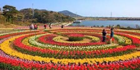 'Tulip Festival' Begins in Jammu & Kashmir