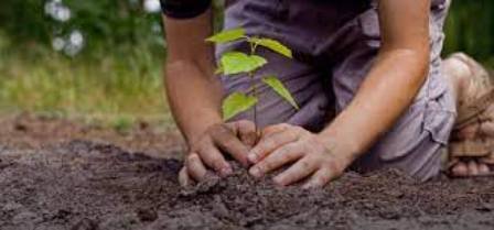 Madhya Pradesh Government launches 'Ankur' scheme to award people for planting trees