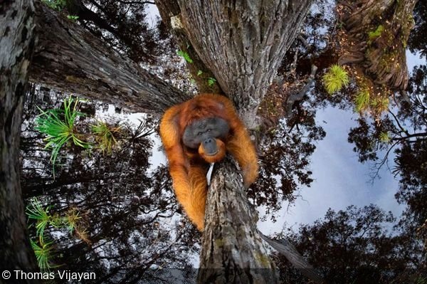 Indian-Origin Photographer Thomas Vijayan Wins Nature TTL Photographer of the Year 2021