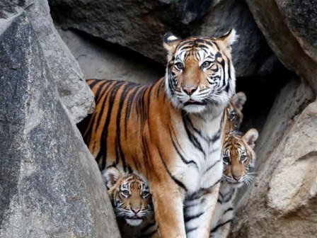 International Tiger Day: 29 July