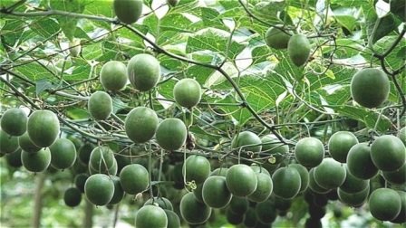 CSIR-IHBT undertakes first ever monk fruit cultivation exercise in India