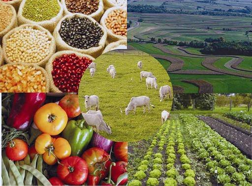 India Placed Among Top 10 Agricultural Produce Exporters of 2019: WTO Report