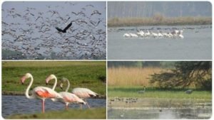Four new sites of India added to Ramsar list as 'wetlands of International importance'