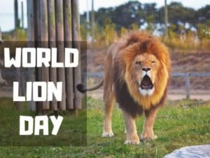 World Lion Day: 10 August