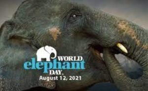 World Elephant Day: 12 August