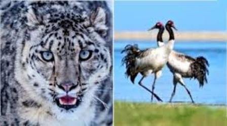 Snow Leopard and Black Necked Crane declared state animal and bird of Ladakh