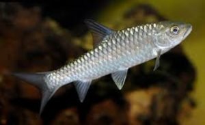 'Katley' declared as state fish of Sikkim