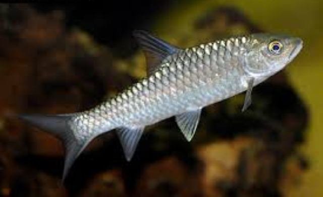 'Katley' declared as state fish of Sikkim