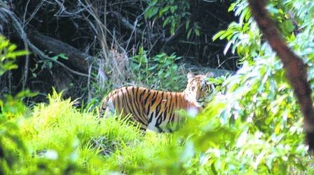 Maharashtra becomes first state launch its own Wildlife Action Plan